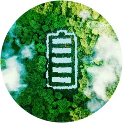 chlorella plant Chlorella Tincture